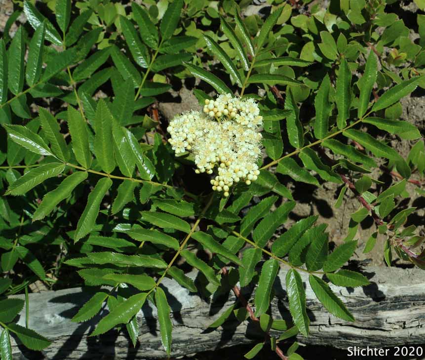 Cascade Mountain-ash, Greene's Mountain-ash, Rocky Mountain Mountain-ash, Western Mountain-ash: Sorbus scopulina (Synonyms: Pyrus scopulina, Sorbus cascadensis, Sorbus scopulina var. cascadensis, Sorbus scopulina var. scopulina)