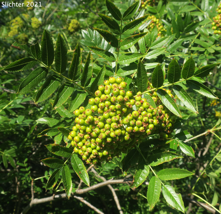 Cascade Mountain-ash, Greene's Mountain-ash, Rocky Mountain Mountain-ash, Western Mountain-ash: Sorbus scopulina (Synonyms: Pyrus scopulina, Sorbus cascadensis, Sorbus scopulina var. cascadensis, Sorbus scopulina var. scopulina)
