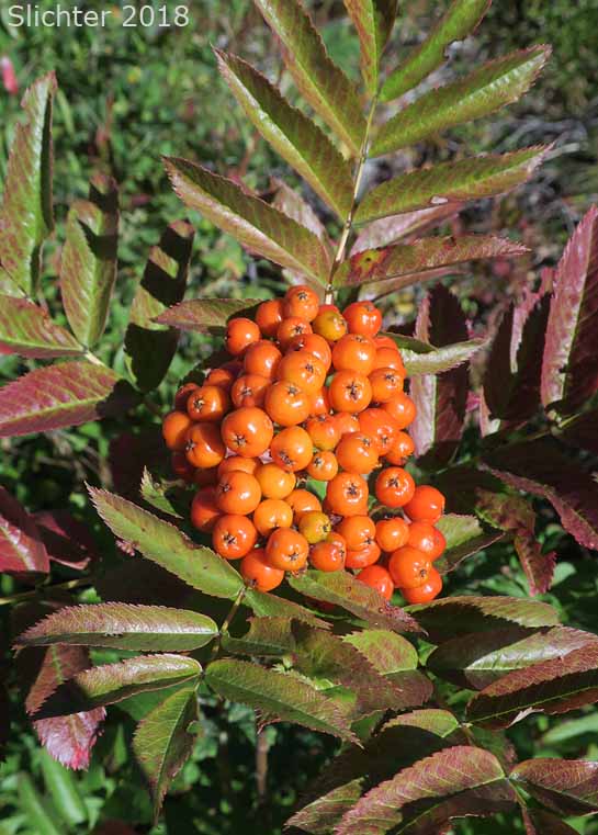 Cascade Mountain-ash, Greene's Mountain-ash, Rocky Mountain Mountain-ash, Western Mountain-ash: Sorbus scopulina (Synonyms: Pyrus scopulina, Sorbus cascadensis, Sorbus scopulina var. cascadensis, Sorbus scopulina var. scopulina)