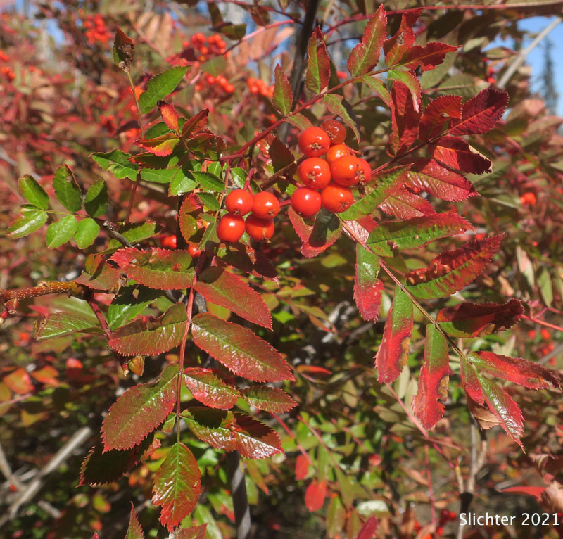 Cascade Mountain-ash, Greene's Mountain-ash, Rocky Mountain Mountain-ash, Western Mountain-ash: Sorbus scopulina (Synonyms: Pyrus scopulina, Sorbus cascadensis, Sorbus scopulina var. cascadensis, Sorbus scopulina var. scopulina)