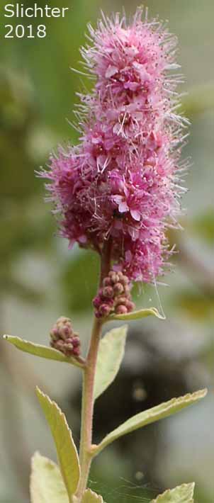 Douglas Spiraea, Hardhack, Rose Spirea, Spiraea, Steeplebush, Western Spiraea: Spiraea douglasii var. douglasii (Synonyms: Spiraea douglasii var. roseata)
