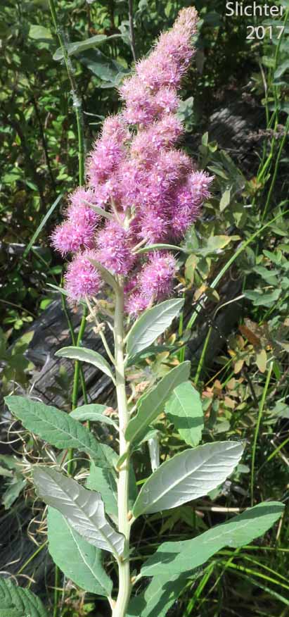 Douglas Spiraea, Hardhack, Rose Spirea, Spiraea, Steeplebush, Western Spiraea: Spiraea douglasii var. douglasii (Synonyms: Spiraea douglasii var. roseata)