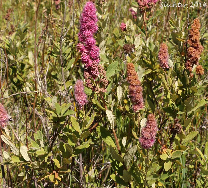 Douglas Spiraea, Hardhack, Rose Spirea, Spiraea, Steeplebush, Western Spiraea: Spiraea douglasii var. douglasii (Synonyms: Spiraea douglasii var. roseata)