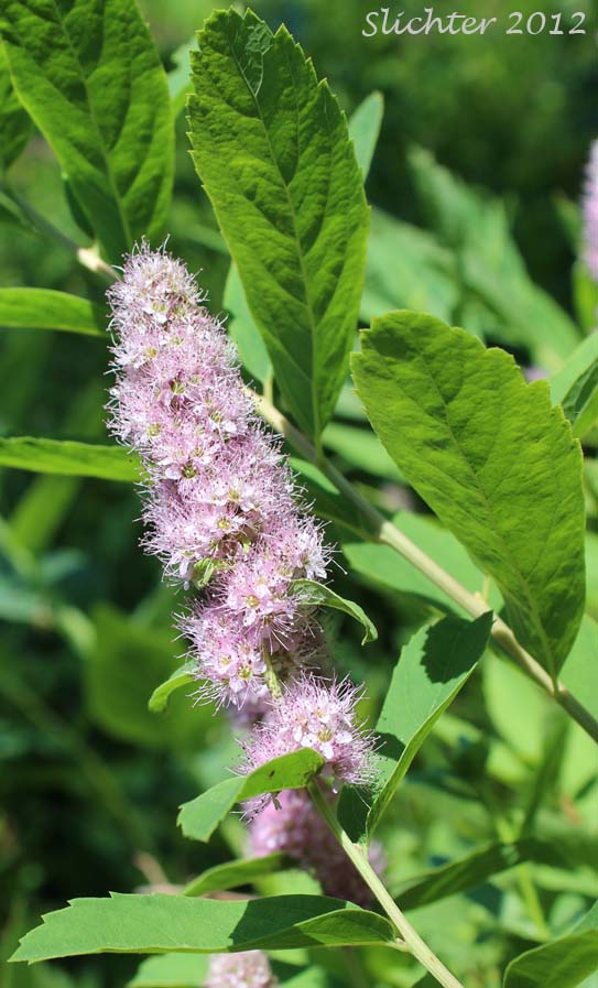 Hardhack, Menzies' Spiraea, Menzies' Spirea: Spiraea douglasii var. menziesii (Synonyms: Spiraea douglasii ssp. menziesii, Spiraea menziesii, Spiraea subvillosa, Spirea cuneifolia)