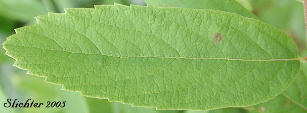 Upper leaf surface of Douglas Spiraea, Hardhack, Rose Spirea, Spiraea, Steeplebush, Western Spiraea: Spiraea douglasii var. douglasii (Synonyms: Spiraea douglasii var. roseata)