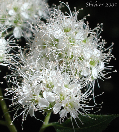 Close-up of the inflorescence of Pyramid Spiraea: Spiraea x pyramidata (Synonyms: Spiraea xsubvillosa, Spiraea betulifolia x douglasii)