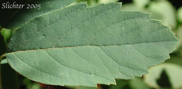 Upper leaf surface of Pyramid Spiraea: Spiraea x pyramidata (Synonyms: Spiraea xsubvillosa, Spiraea betulifolia x douglasii)