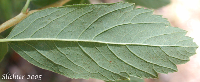 Lower leaf surface of Pyramid Spiraea: Spiraea x pyramidata (Synonyms: Spiraea xsubvillosa, Spiraea betulifolia x douglasii)