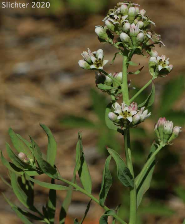Inflorescence of Bastard Toad Flax, Common Bastard Toad-flax: Comandra umbellata ssp. californica (Synonyms: Comandra californica, Comandra umbellata var. californica)