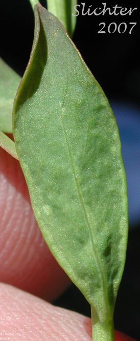 Stem leaf of Bastard Toad Flax, Common Bastard Toad-flax: Comandra umbellata ssp. californica (Synonyms: Comandra californica, Comandra umbellata var. californica)