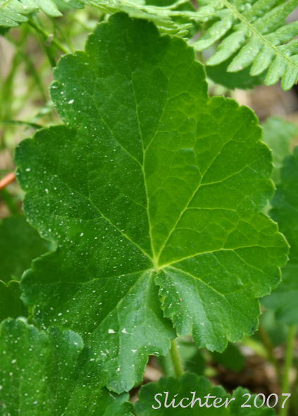 Basal leaf of Green-flowered Alumroot, Meadow Alumroot, Tall Alumroot: Heuchera chlorantha