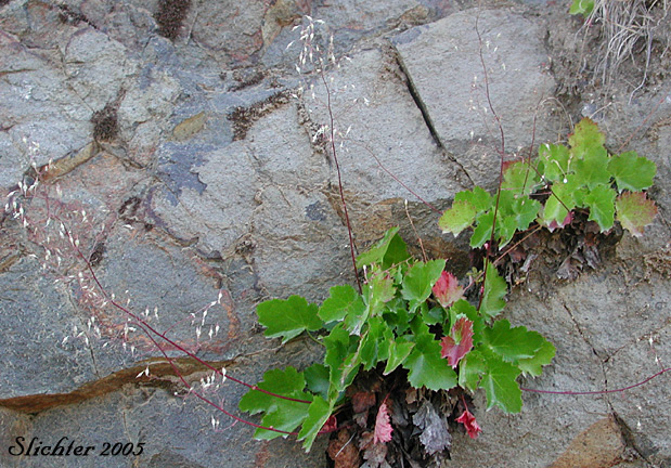 Alpine Alumroot, Alpine Heuchera, Smooth Alumroot: Heuchera glabra