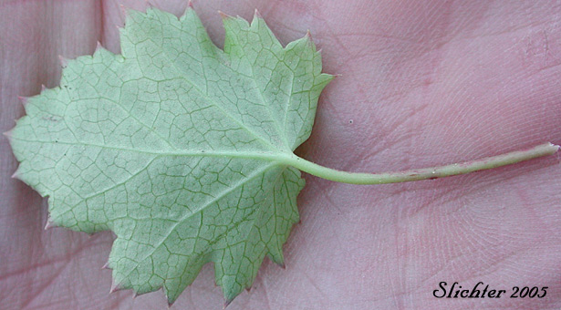 Lower leaf surface of Alpine Alumroot, Alpine Heuchera, Smooth Alumroot: Heuchera glabra