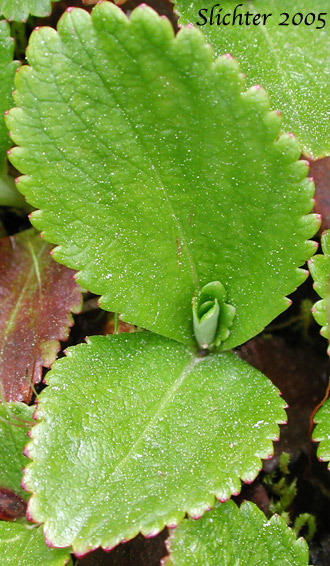 Basal leaves of False Saxifrage, Fireleaf Leptarrhena, Leatherleaf Saxifrage, Leather-leaved Saxifrage, Pearleaf: Leptarrhena pyrolifolia (Synonyms: Lepuropetalon amplexifolium, Saxifraga amplexifolia, Saxifraga calycina, Saxifraga calycina ssp. unalaschcensis, Saxifraga davurica, Saxifraga davurica var. unalaschcensis, Saxifraga pyrolifolia, Saxifraga unalaschcensis)