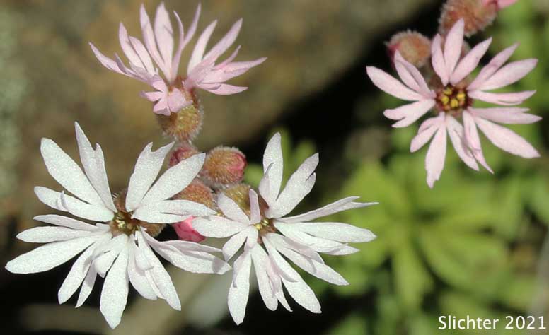 Smooth Prairie Star: Lithophragma glabrum (Synonyms: Lithophragma bulbifera, Lithophragma bulbiferum, Lithophragma glabra, Lithophragma glabrum var. bulbiferum, Lithophragma glabrum var. ramulosum, Lithophragma tenellum var. floridum, Tellima bulbifera, Tellima glabra)