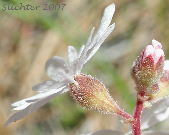 Calyx of Small-flowered Prairie Star, Small-flowered Woodland-star: Lithophragma parviflorum var. parviflorum (Synonym: Lithophragma parviflora, Lithophragma parviflorum)