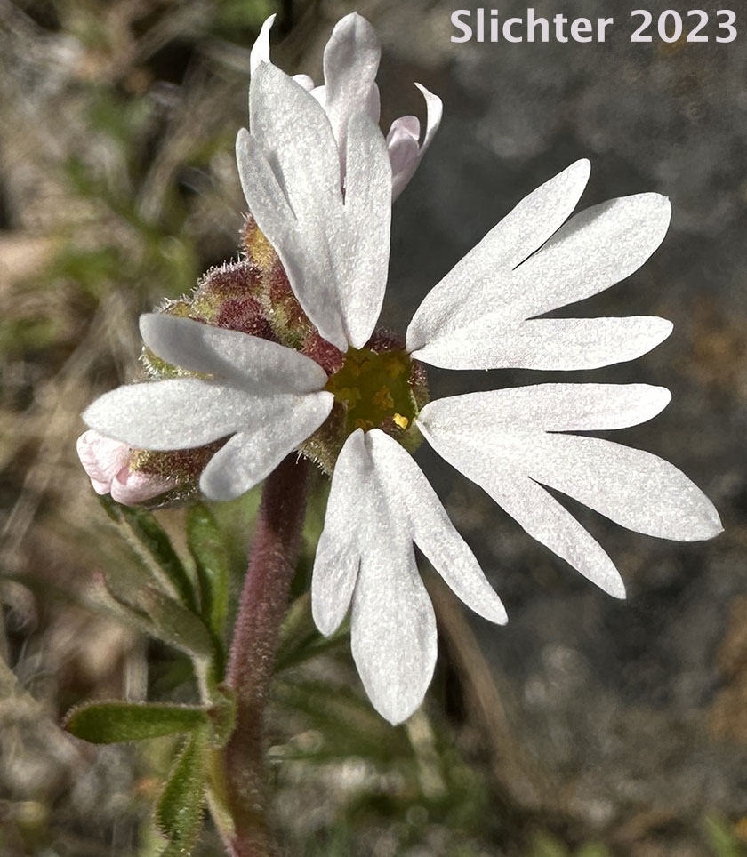 Small-flowered Prairie Star, Small-flowered Woodland-star: Lithophragma parviflorum var. parviflorum (Synonym: Lithophragma parviflora, Lithophragma parviflorum)