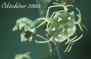 Flowers of Brewer's Mitrewort, Feathery Bishop's-cap, Mitrewort: Pectiantia breweri (Synonym: Mitella breweri)