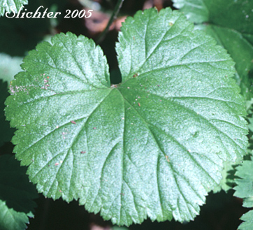 Leaf of Brewer's Mitrewort, Feathery Bishop's-cap, Mitrewort: Pectiantia breweri (Synonym: Mitella breweri)
