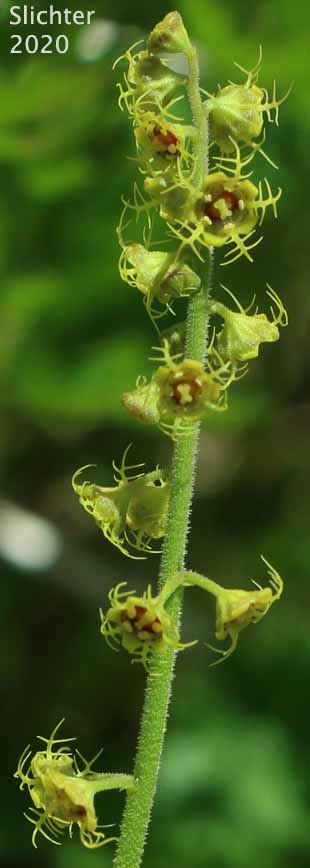 Inflorescence of Alpine Mitrewort, Five-stamen Bishop's-cap, Five-stamen Mitrewort: Pectiantia pentandra (Synonym: Mitella pentandra)