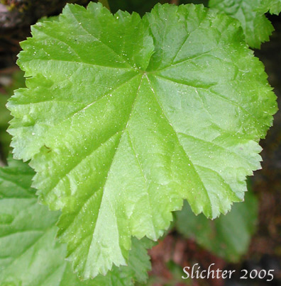 Leaf of Alpine Mitrewort, Five-stamen Bishop's-cap, Five-stamen Mitrewort: Pectiantia pentandra (Synonym: Mitella pentandra)