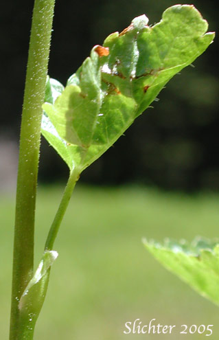 Stem leaf of Alpine Mitrewort, Five-stamen Bishop's-cap, Five-stamen Mitrewort: Pectiantia pentandra (Synonym: Mitella pentandra)