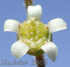 Flower of Pacific Mitrewort, Threeparted Miterwort, Three-parted Mitrewort, Three-tooth Mitrewort, Three-toothed Mitrewort, Three-toothed Mitrewort: Ozomelis trifida (Synonyms: Mitella trifida, Mitella trifida var. trifida, Mitella trifida var. violacea, Mitella violacea, Ozomelis anomala, Ozomelis micrantha)