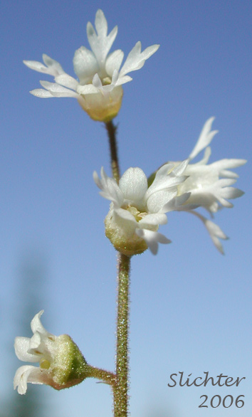 Inflorescence of Pacific Mitrewort, Threeparted Miterwort, Three-parted Mitrewort, Three-tooth Mitrewort, Three-toothed Mitrewort, Three-toothed Mitrewort: Ozomelis trifida (Synonyms: Mitella trifida, Mitella trifida var. trifida, Mitella trifida var. violacea, Mitella violacea, Ozomelis anomala, Ozomelis micrantha)