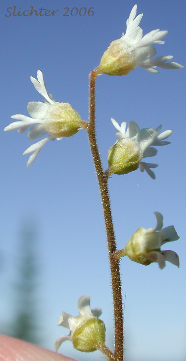 Inflorescence of Pacific Mitrewort, Threeparted Miterwort, Three-parted Mitrewort, Three-tooth Mitrewort, Three-toothed Mitrewort, Three-toothed Mitrewort: Ozomelis trifida (Synonyms: Mitella trifida, Mitella trifida var. trifida, Mitella trifida var. violacea, Mitella violacea, Ozomelis anomala, Ozomelis micrantha)