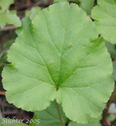 Basal leaf of Pacific Mitrewort, Threeparted Miterwort, Three-parted Mitrewort, Three-tooth Mitrewort, Three-toothed Mitrewort, Three-toothed Mitrewort: Ozomelis trifida (Synonyms: Mitella trifida, Mitella trifida var. trifida, Mitella trifida var. violacea, Mitella violacea, Ozomelis anomala, Ozomelis micrantha)