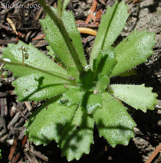 Basal leaf rosette of Rusty Saxifrage, Russethair Saxifrage, Alaska Saxifrage, Vreeland's Rusty Saxifrage: Micranthes ferruginea (Synonyms: Saxifraga ferruginea, Saxifraga ferruginea var. ferruginea, Saxifraga ferruginea var. foliacea, Saxifraga ferruginea var. macounii, Saxifraga ferruginea var. vreelandii, Saxifraga vreelandii)