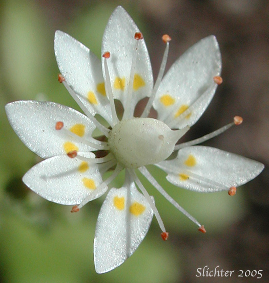 Flower of Rusty Saxifrage, Russethair Saxifrage, Alaska Saxifrage, Vreeland's Rusty Saxifrage: Micranthes ferruginea (Synonyms: Saxifraga ferruginea, Saxifraga ferruginea var. ferruginea, Saxifraga ferruginea var. foliacea, Saxifraga ferruginea var. macounii, Saxifraga ferruginea var. vreelandii, Saxifraga vreelandii)