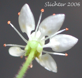 Flower of Rusty Saxifrage, Russethair Saxifrage, Alaska Saxifrage, Vreeland's Rusty Saxifrage: Micranthes ferruginea (Synonyms: Saxifraga ferruginea, Saxifraga ferruginea var. ferruginea, Saxifraga ferruginea var. foliacea, Saxifraga ferruginea var. macounii, Saxifraga ferruginea var. vreelandii, Saxifraga vreelandii)