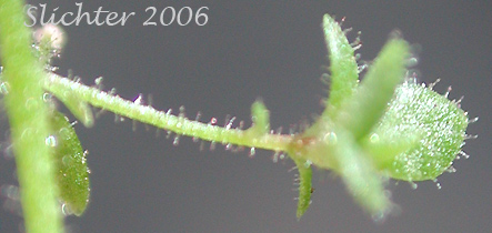 Asexual propagule of Rusty Saxifrage, Russethair Saxifrage, Alaska Saxifrage, Vreeland's Rusty Saxifrage: Micranthes ferruginea (Synonyms: Saxifraga ferruginea, Saxifraga ferruginea var. ferruginea, Saxifraga ferruginea var. foliacea, Saxifraga ferruginea var. macounii, Saxifraga ferruginea var. vreelandii, Saxifraga vreelandii)