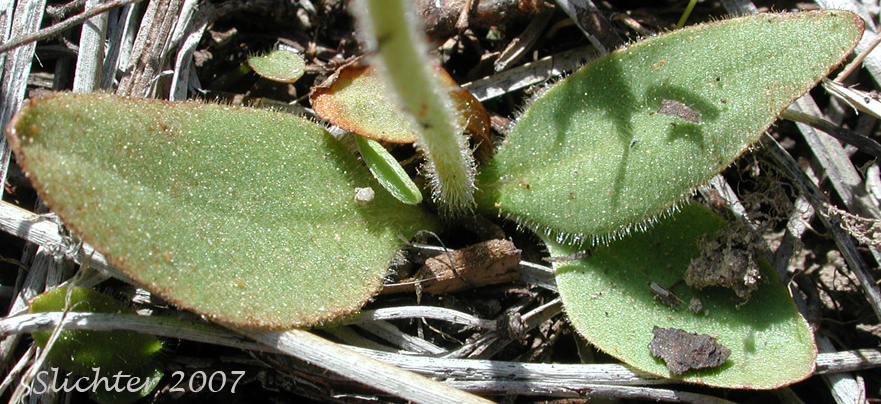 basal leaves of Columbian Saxifrage, Common Western Saxifrage, Swamp Saxifrage, Wholeleaf Saxifrage, Whole-leaf Saxifrage: Micranthes integrifolia (Synonyms: Saxifraga integrifolia, Saxifraga integrifolia var. integrifolia, Saxifraga laevicarpa)