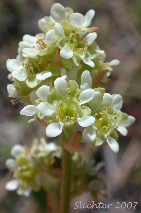 Inflorescence of Columbian Saxifrage, Common Western Saxifrage, Swamp Saxifrage, Wholeleaf Saxifrage, Whole-leaf Saxifrage: Micranthes integrifolia (Synonyms: Saxifraga integrifolia, Saxifraga integrifolia var. integrifolia, Saxifraga laevicarpa)