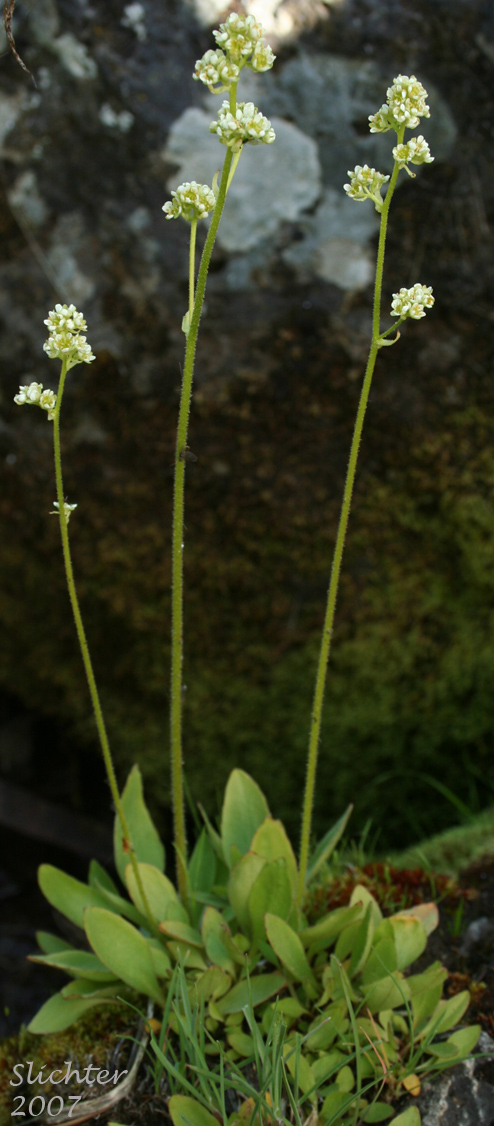 Columbian Saxifrage, Common Western Saxifrage, Swamp Saxifrage, Wholeleaf Saxifrage, Whole-leaf Saxifrage: Micranthes integrifolia (Synonyms: Saxifraga integrifolia, Saxifraga integrifolia var. integrifolia, Saxifraga laevicarpa)