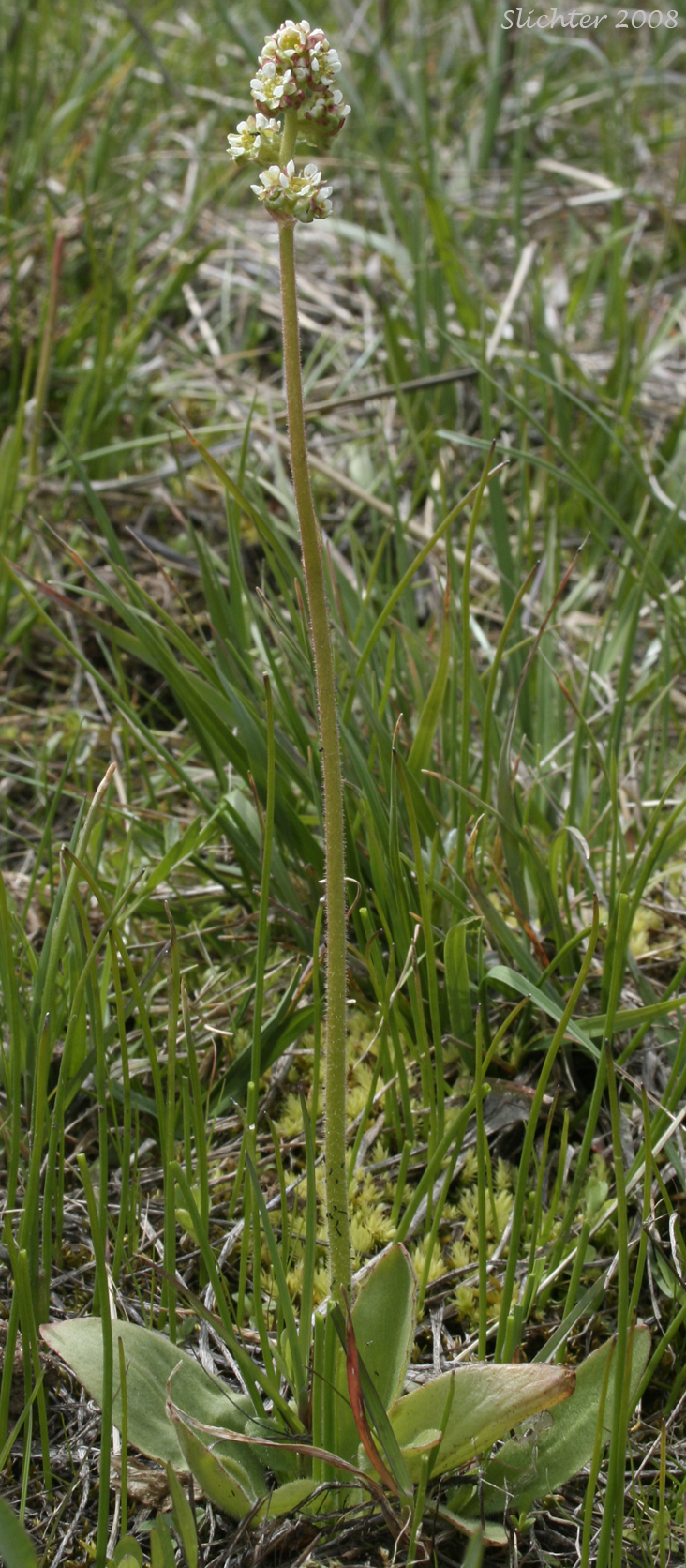 Columbian Saxifrage, Common Western Saxifrage, Swamp Saxifrage, Wholeleaf Saxifrage, Whole-leaf Saxifrage: Micranthes integrifolia (Synonyms: Saxifraga integrifolia, Saxifraga integrifolia var. integrifolia, Saxifraga laevicarpa)