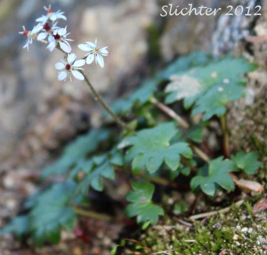 Dotted Saxifrage, Nelson's Brook Saxifrage, Nelson's Saxifrage: Micranthes nelsoniana var. cascadensis (Synonyms: Saxifraga nelsoniana ssp. cascadensis, Saxifraga punctata ssp. cascadensis, Saxifraga punctata var. cascadensis)