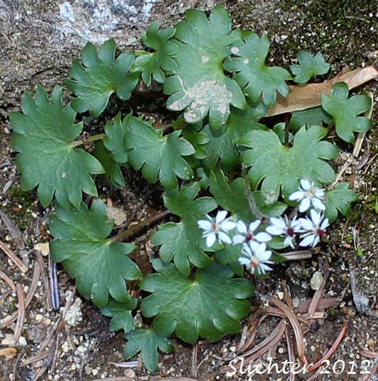 Dotted Saxifrage, Nelson's Brook Saxifrage, Nelson's Saxifrage: Micranthes nelsoniana var. cascadensis (Synonyms: Saxifraga nelsoniana ssp. cascadensis, Saxifraga punctata ssp. cascadensis, Saxifraga punctata var. cascadensis)
