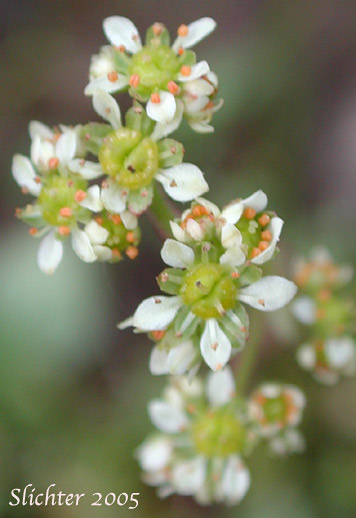 Brittle-leaved Saxifrage, Fleshy-leaved Saxifrage, Peak Saxifrage, Swamp Saxifrage: Saxifraga nidifica var. claytoniifolia (Synonyms: Micranthes fragosa, Saxifraga claytoniifolia, Saxifraga fragosa, Saxifraga fragosa ssp. claytoniifolia, Saxifraga fragosa var. fragosa, Saxifraga integrifolia var. claytoniaefolia, Saxifraga integrifolia var. claytoniifolia)