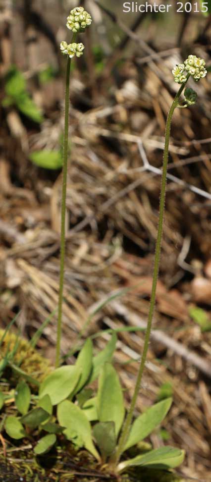 Nesting Saxifrage, Swamp Saxifrage: Micranthes nidifica (Synonyms: Micranthes plantaginea, Saxifraga columbiana, Saxifraga integrifolia var. columbiana, Saxifraga integrifolia var. leptopetala, Saxifraga montana, Saxifraga nidifica, Saxifraga nidifica var. nidifica, Saxifraga plantaginea)