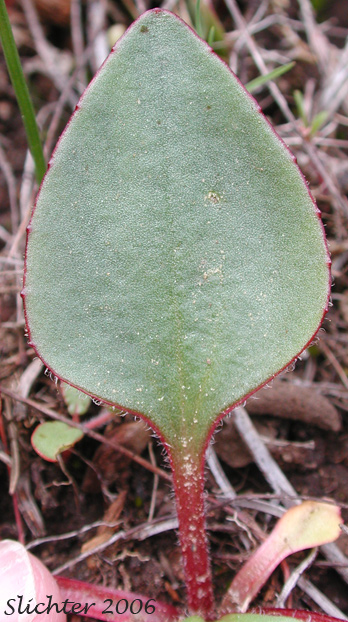 Basal leaf of Brittle-leaved Saxifrage, Fleshy-leaved Saxifrage, Peak Saxifrage, Swamp Saxifrage: Saxifraga nidifica var. claytoniifolia (Synonyms: Micranthes fragosa, Saxifraga claytoniifolia, Saxifraga fragosa, Saxifraga fragosa ssp. claytoniifolia, Saxifraga fragosa var. fragosa, Saxifraga integrifolia var. claytoniaefolia, Saxifraga integrifolia var. claytoniifolia)
