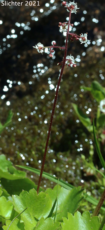 Brook Saxifrage, Stream Saxifrage, Streambank Saxifrage: Micranthes odontoloma (Synonyms: Saxifraga arguta, Saxifraga odontoloma, Saxifraga punctata ssp. arguta, Saxifraga punctata var. arguta)