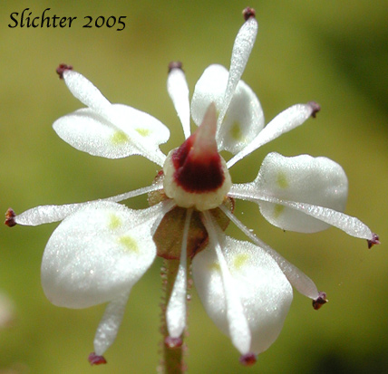 Flower of Brook Saxifrage, Stream Saxifrage, Streambank Saxifrage: Micranthes odontoloma (Synonyms: Saxifraga arguta, Saxifraga odontoloma, Saxifraga punctata ssp. arguta, Saxifraga punctata var. arguta)