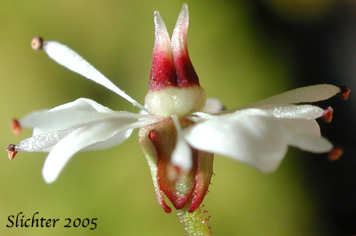Flower of Brook Saxifrage, Stream Saxifrage, Streambank Saxifrage: Micranthes odontoloma (Synonyms: Saxifraga arguta, Saxifraga odontoloma, Saxifraga punctata ssp. arguta, Saxifraga punctata var. arguta)