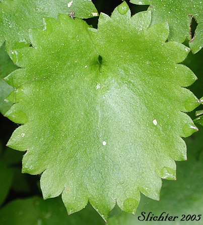 Basal leaf of Brook Saxifrage, Stream Saxifrage, Streambank Saxifrage: Micranthes odontoloma (Synonyms: Saxifraga arguta, Saxifraga odontoloma, Saxifraga punctata ssp. arguta, Saxifraga punctata var. arguta)