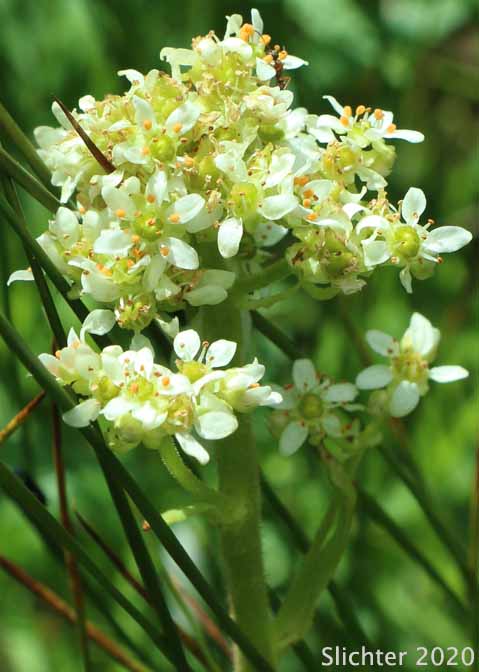 Inflorescence of Bog Saxifrage, Oregon Saxifrage: Micranthes oregana (Synonyms: Micranthes arnoglossa, Micranthes brachypus, Saxifraga montanensis, Saxifraga oregana, Saxifraga oregana var. montanensis , Saxifraga oregana var. oregana, Saxifraga oregana var. sierrae)