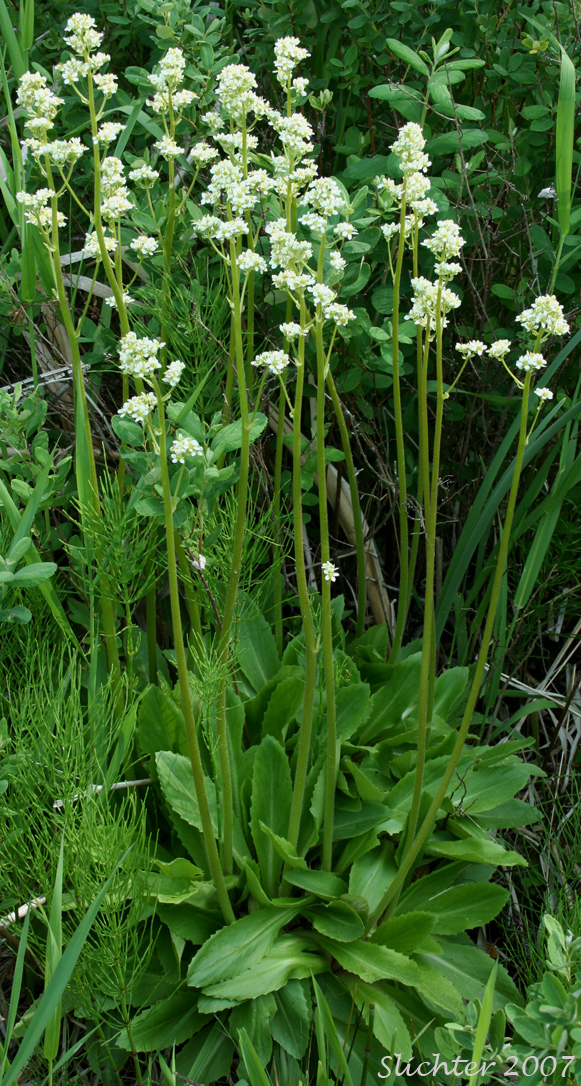 Bog Saxifrage, Oregon Saxifrage: Micranthes oregana (Synonyms: Micranthes arnoglossa, Micranthes brachypus, Saxifraga hitchcockiana, Saxifraga montanensis, Saxifraga oregana, Saxifraga oregana var. montanensis, Saxifraga oregana var. oregana, Saxifraga oregana var. sierrae)