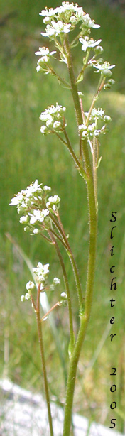 Inflorescence of Bog Saxifrage, Oregon Saxifrage: Micranthes oregana (Synonyms: Micranthes arnoglossa, Micranthes brachypus, Saxifraga hitchcockiana, Saxifraga montanensis, Saxifraga oregana, Saxifraga oregana var. montanensis, Saxifraga oregana var. oregana, Saxifraga oregana var. sierrae)